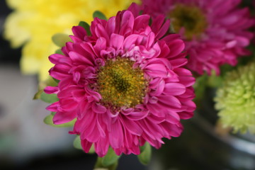 pink chrysanthemum flower