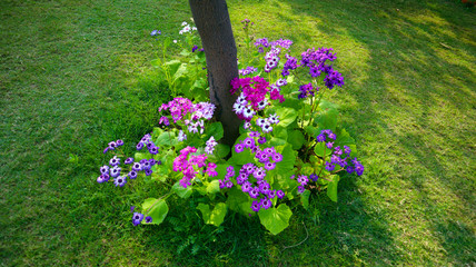 Obraz premium pink, white and violet flower bunch in garden