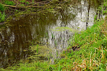 A narrow river flows through the deciduous forest, the banks of which are overgrown with grass.