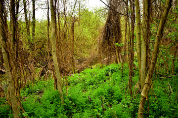 The forest is densely overgrown with grass, fallen trees, vines.