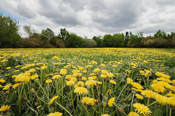 Apples and dandelions in Kolomenskoye Park in Moscow