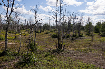 Birch grove and bright blue sky. Green trees in the summer forest. Travel on nature. Landscapes, North