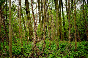 The forest is densely overgrown with grass, trees, vines.