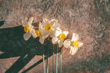bouquet of daffodils on a stone background