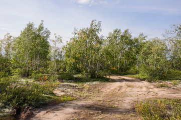 Birch grove and bright blue sky. Green trees in the summer forest. Travel on nature. Landscapes, North