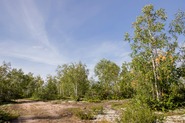 Fototapeta na wymiar Birch grove and bright blue sky. Green trees in the summer forest. Travel on nature. Landscapes, North