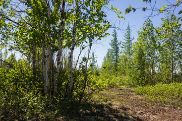 Birch grove and bright blue sky. Green trees in the summer forest. Travel on nature. Landscapes, North