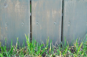 Fresh spring green grass against a gray wooden fence with screws. Copy space.