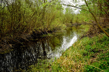 A narrow river flows through the deciduous forest, the banks of which are overgrown with grass.