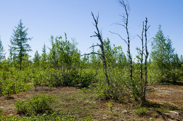 Fototapeta premium Birch grove and bright blue sky. Green trees in the summer forest. Travel on nature. Landscapes, North