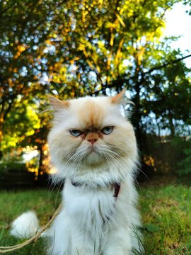 strenger Blick