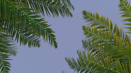 Fototapeta na wymiar 3d render of green palm leaves on blue background. Foliage with the depth of field.
