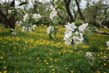 flowering apple trees among a field of dandelions.