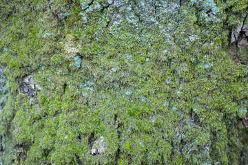 .Background with moss on a tree bark. Green moss texture. Forest Wallpaper