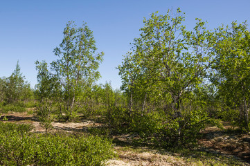 Obraz na płótnie Canvas Birch grove and bright blue sky. Green trees in the summer forest. Travel on nature. Landscapes, North