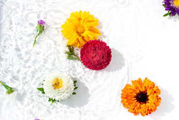 Colorful aster and calendula flowers swim in the water. Beautiful spa concept background. Top view
