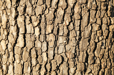Tree bark, relief pattern of bark, texture for design, protection of trees as a filter and light planets. Concept of forest conservation