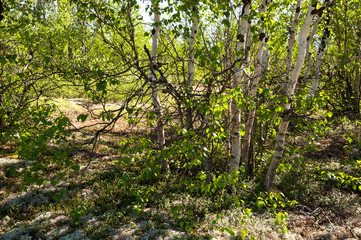 Birch grove and bright blue sky. Green trees in the summer forest. Travel on nature. Landscapes, North