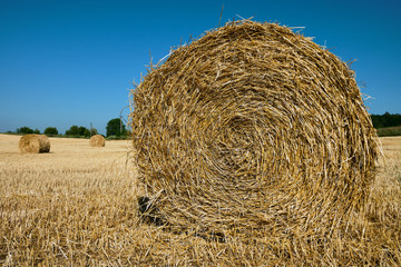 Fresh Hay bales in agriculture stubble field under blue sky during wheat harvest time