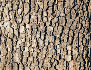 Tree bark, relief pattern of bark, texture for design, protection of trees as a filter and light planets. Concept of forest conservation