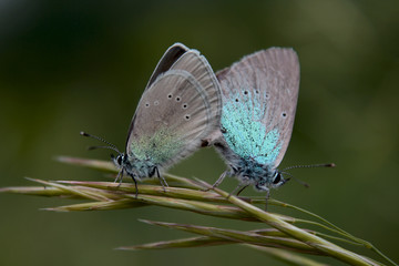 blue butterfly on a leaf