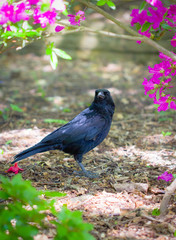 Black raven (Corvus corax) close up