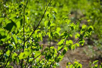 Birch grove and bright blue sky. Green trees in the summer forest. Travel on nature. Landscapes, North