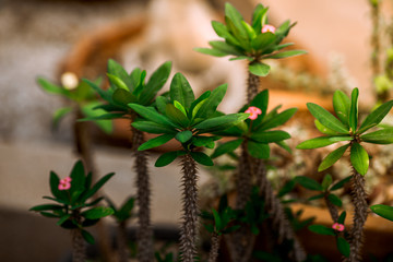 Close-up view of the various plants planted in the park,for the beauty of the spectators,fresh and comfortable,while resting during the day