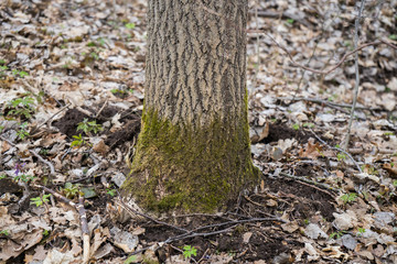 Moss on a tree on the north side. Green moss in the forest