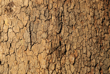 Tree bark, relief pattern of bark, texture for design, protection of trees as a filter and light planets. Concept of forest conservation