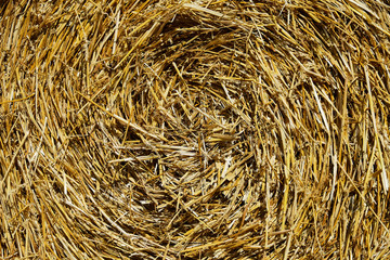 Fresh Hay bales in agriculture stubble field under blue sky during wheat harvest time