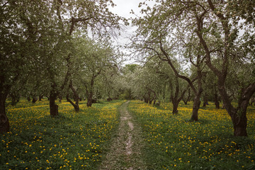 flowering apple trees among a field of dandelions.