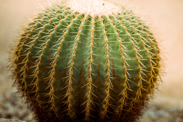 Close-up background of plants that are resistant to lack of water (cactus) that often grow in sandy and arid areas.