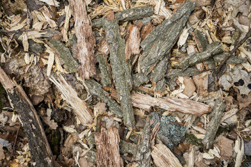 .texture with tree bark. Wooden filings wallpaper on background