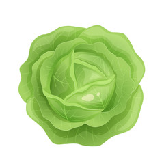 Fototapeta premium Green fresh cabbage with green leaves, healthy food, vegetables vector.