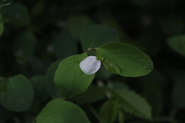 flower of a plant