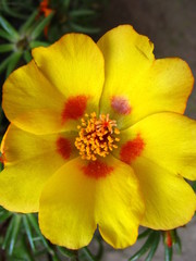 yellow flower in the garden