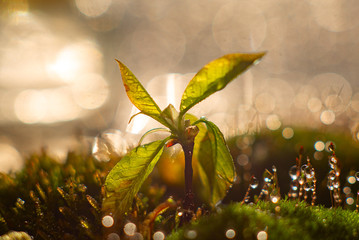 green leaves in the morning sun