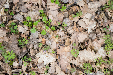 .dry leaves and grass sprouts texture background. Oak leaves and microgreen on the wallpaper