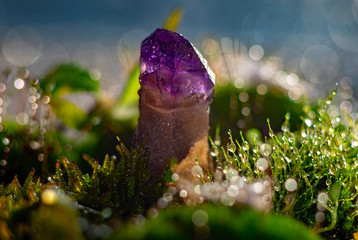 macro photography of amethyst stone and moss, with raindrops