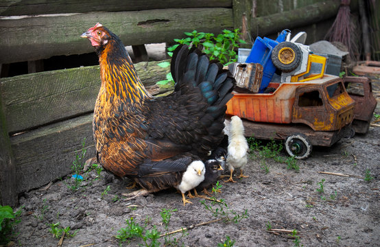 Rural courtyard. In the frame, a hen is a hen's mother of small newborns. Next to the old retro children's toys. Yellow, red, brown. Photographed in Ukraine, Kharkiv region. Color image.