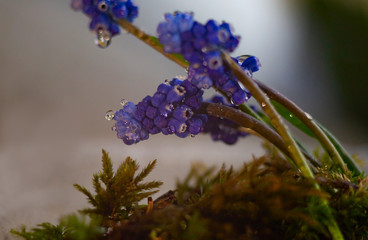 Purple Muscari flowers with raindrops (macro)