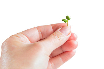 Woman hand holding micro greens sprout of mustard isolated on white. Microgreens Vegan and healthy...