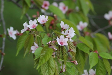 山桜