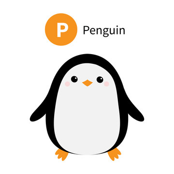 Letter P. Penguin. Zoo animal alphabet. English abc with cute cartoon kawaii funny baby bird animals. Education cards for kids. Isolated. White background. Flat design.