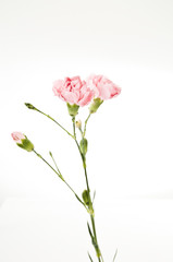 Obraz premium Pink Carnation on White Background