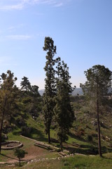 pine trees in the mountains