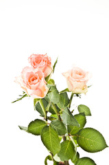 Pink Roses on White Background