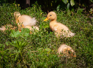 Summer day. Rural farm. In the frame of yellow ducklings on the green grass. Horizontal frame. Color image.