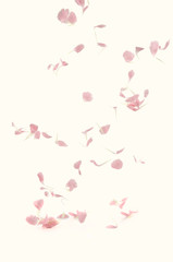 Rose Petals falling on Light Background